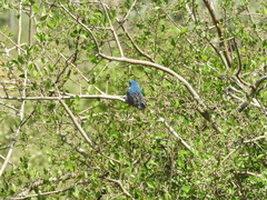 Cyanoloxia glaucocaerulea