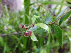 Pittosporum cornifolium