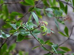 Pittosporum cornifolium