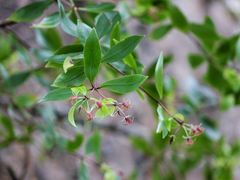Pittosporum cornifolium