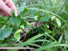 Pittosporum cornifolium