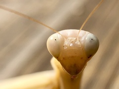 Mantis religiosa