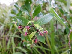 Pittosporum cornifolium