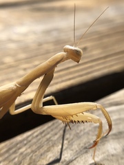 Mantis religiosa