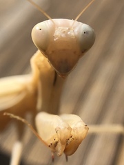 Mantis religiosa