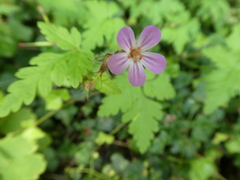 Geranium robertianum