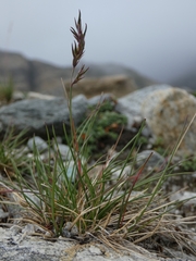 Festuca vivipara
