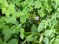 Epilobium