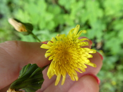Cichorioideae