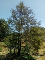 Juniperus poblana