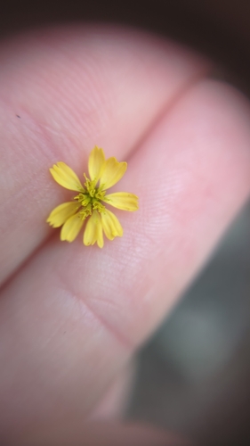 Image of Glossocardia bidens by (c) ainsley_isme, some rights reserved (CC BY)