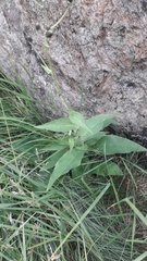 Hieracium prenanthoides
