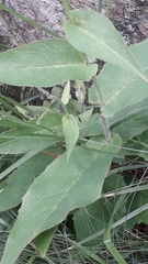 Hieracium prenanthoides