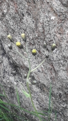 Hieracium prenanthoides