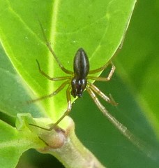 Araneae