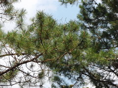 Pinus georginae