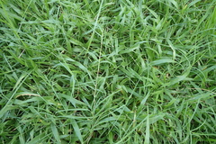 Urochloa subquadripara