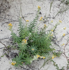 Senecio arniciflorus