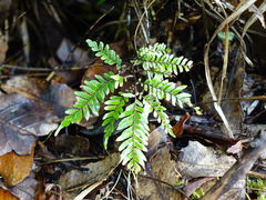 Adiantum fulvum