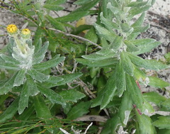 Senecio arniciflorus