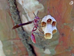 Mischocyttarus drewseni