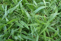 Urochloa subquadripara