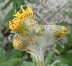 Senecio arniciflorus