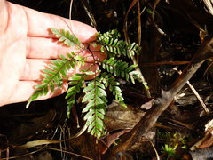Adiantum fulvum