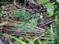 Adiantum fulvum