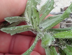 Senecio arniciflorus