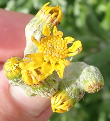 Senecio arniciflorus