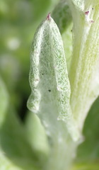 Senecio arniciflorus