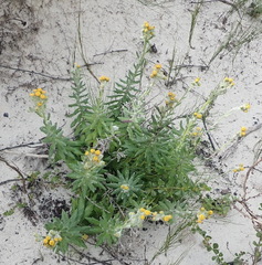 Senecio arniciflorus