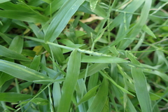 Urochloa subquadripara