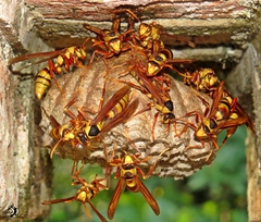 Polistes carnifex carnifex