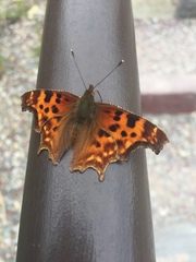 Polygonia satyrus