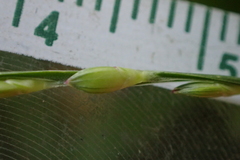 Urochloa subquadripara