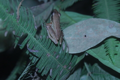 Indosylvirana nicobariensis