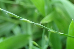 Urochloa subquadripara