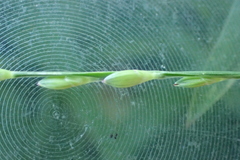 Urochloa subquadripara