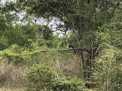 Anthracoceros coronatus