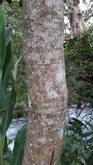 Alchornea latifolia