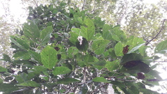 Alchornea latifolia