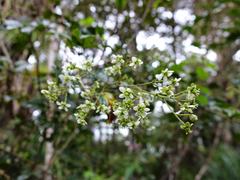 Rubus australis