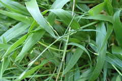 Urochloa subquadripara
