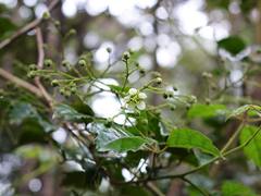 Rubus australis