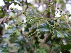 Rubus australis
