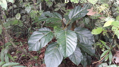 Alchornea latifolia