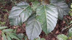 Alchornea latifolia