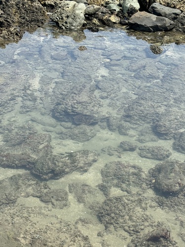 Haller's Round Ray (Urobatis halleri)